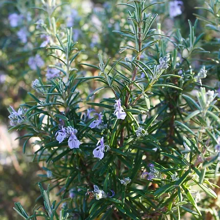 Zadarstay דירה *